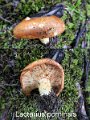 Lactarius porninsis-amf2047